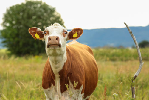 surprised cow